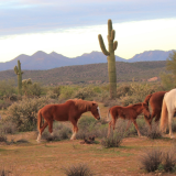 AZ Wild Horses Press Release Photo