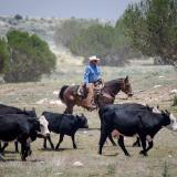 AZ Cattle