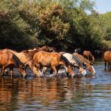 Wild Horses