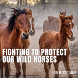 Ciscomani Wild Horse and Burro Act