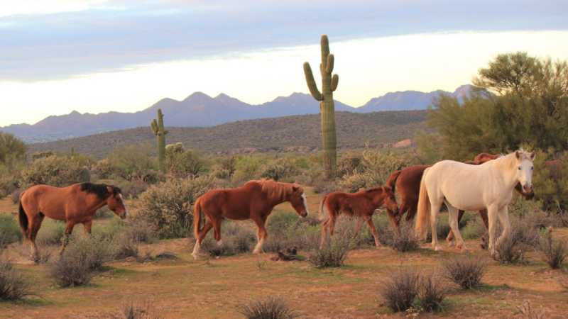 AZ Wild Horses Press Release Photo