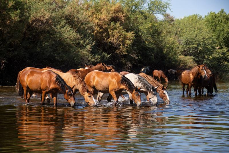 Wild Horses