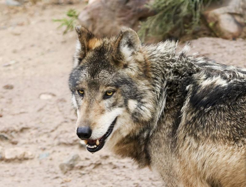 Mexican Gray Wolf 2
